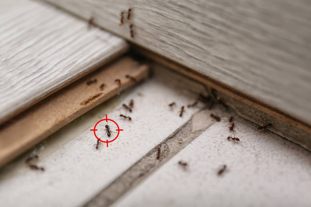 Best Pest Control Near Me  in Palm City, FL