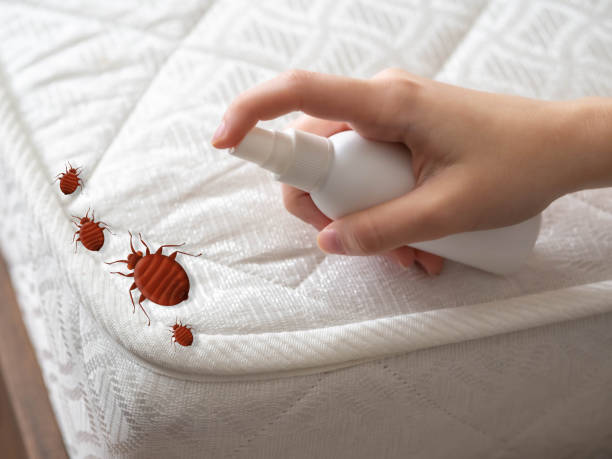 Best Affordable Pest Control Services  in Palm City, FL