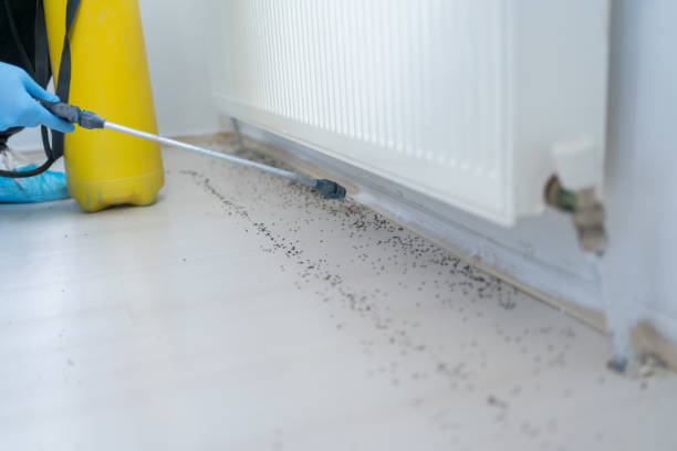 Best Pest Removal Services  in Palm City, FL