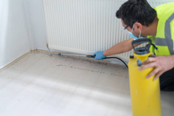 Flea Control Services in Palm City, FL